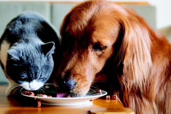 (2024) ADM BSFL Digestibility Technical Bulletin