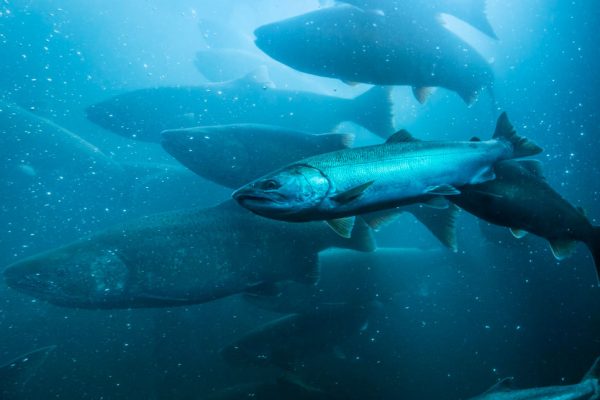 [AQUA] Freshwater Salmon Results - Image
