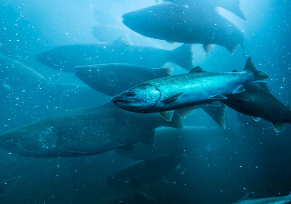 [AQUA] Freshwater Salmon Results - Image