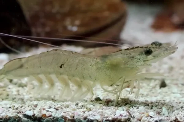 [AQUA] Shrimp Palatability Whitepaper