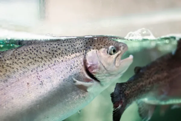 [AQUA] Whitepaper Digi Saumon