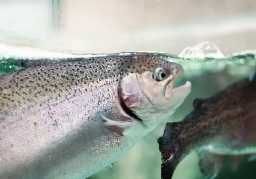 [AQUA] Whitepaper Digi Saumon