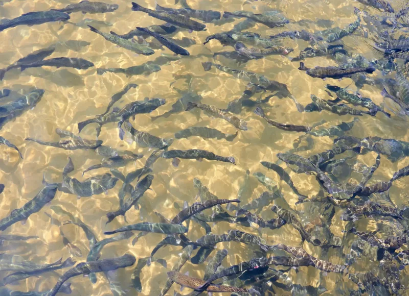 Aquaculture (2)