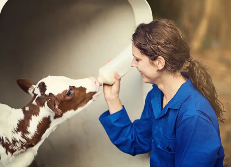 Calves Milk Replacer
