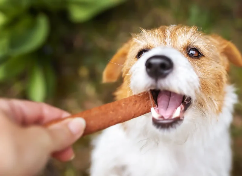 Dental Chews
