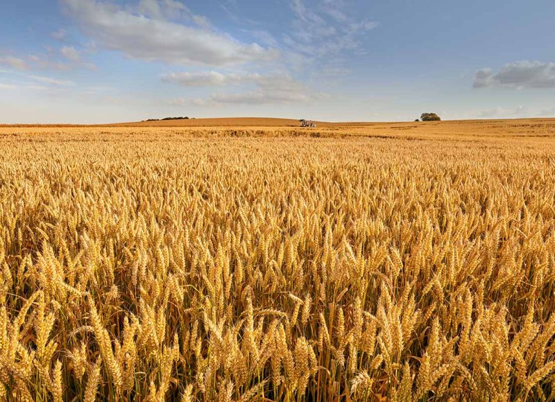 Field crops (2)