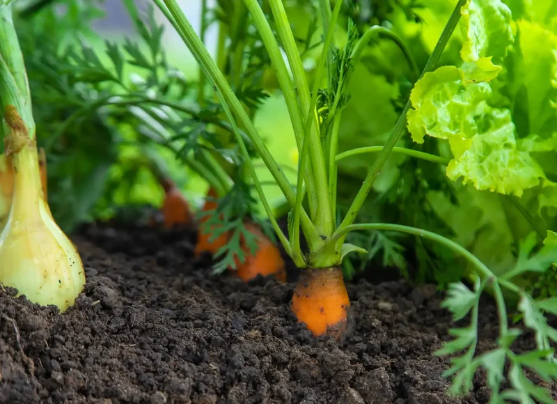 Légumes