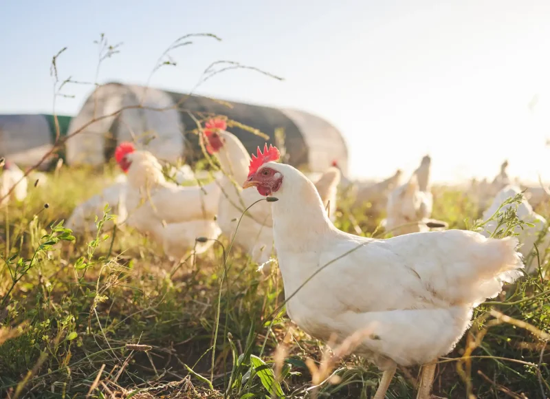 Poultry