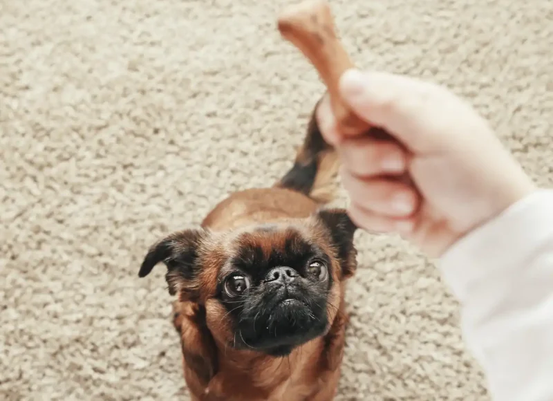 Soft Chews