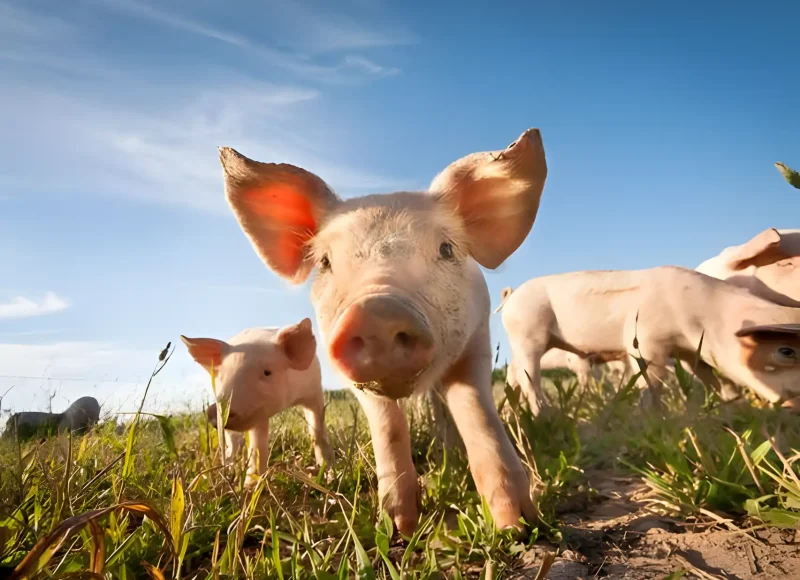 Swine