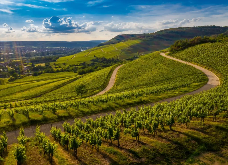 Vignoble