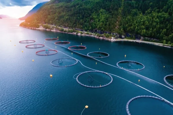 Whitepapper_Innovafeed_The soluble fraction of Hilucia for Aqua