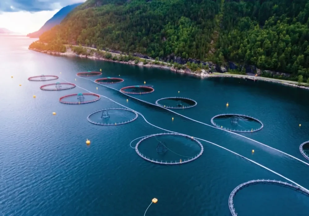 Whitepapper_Innovafeed_The soluble fraction of Hilucia for Aqua