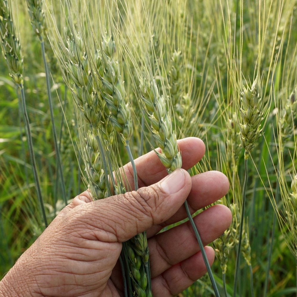 Close-up of man hand touching crops in field on a sunny day