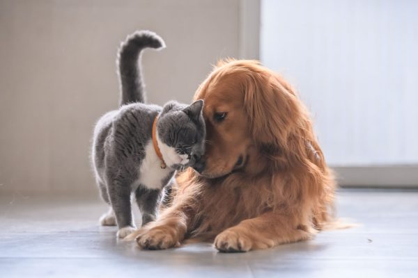 diet-for-pets