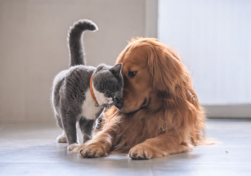 diet-for-pets