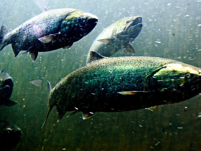 Salmon fish swimming under water