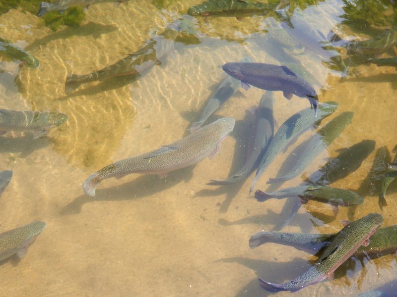 trout fish in an artificial pond in a farm. Breeding of trout for food industry.