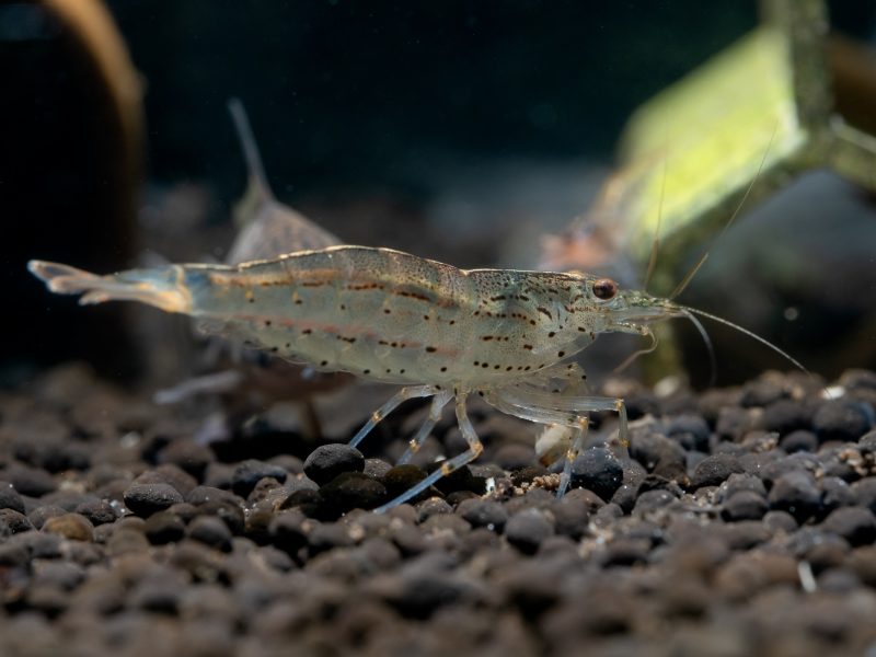 Yamato dwarf shrimp stay on aquatic soil and look for food in fresh water aquarium tank.